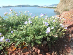 Polemonium boreale