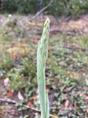 Thelymitra grandiflora