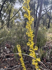 Tripterococcus brunonis