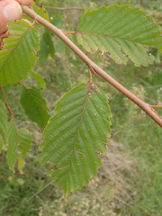 Carpinus betulus