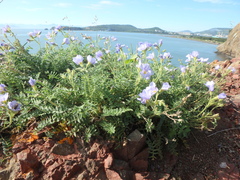 Polemonium boreale
