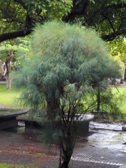 Casuarina equisetifolia