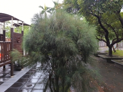 Casuarina equisetifolia