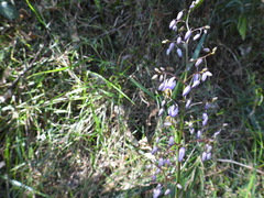 Dianella caerulea