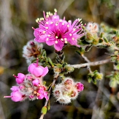 Kunzea
