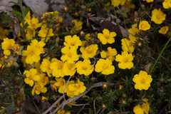 Hibbertia