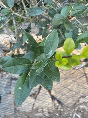 Rhamnus alaternus