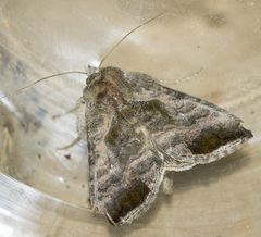 Anadevidia peponis