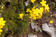 Hibbertia