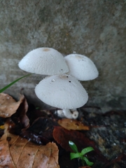 Leucocoprinus cepistipes