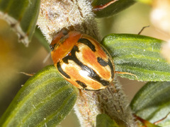 Cucujiformia