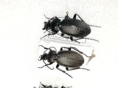 Carabus regalis