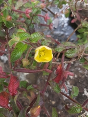 Ludwigia octovalvis