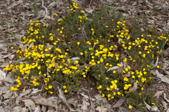 Hibbertia
