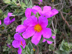Cistus albidus