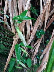 Tripterospermum lanceolatum