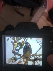 Spodiopsar cineraceus
