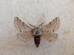 Lycia graecarius