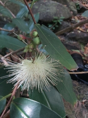 Syzygium jambos