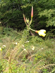 Oenothera