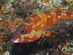 Epinephelus fasciatus