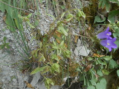 Campanula medium