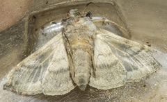 Anadevidia peponis