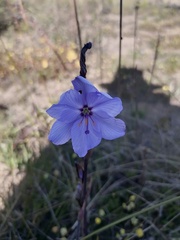 Aristea spiralis