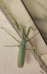 Sphodromantis viridis
