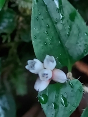 Persicaria pilushanensis