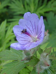 Geranium erianthum