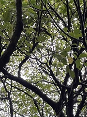 Dendrocitta formosae