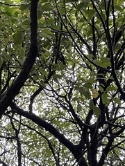 Dendrocitta formosae