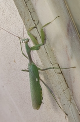 Sphodromantis viridis