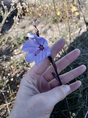 Aristea spiralis