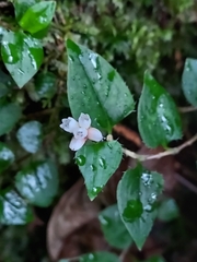 Persicaria pilushanensis