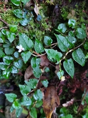 Persicaria pilushanensis
