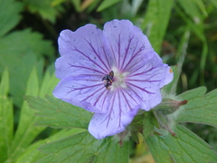 Geranium erianthum