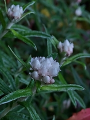 Anaphalis morrisonicola