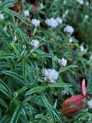 Anaphalis morrisonicola