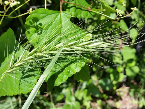 riverbank wildrye (Elymus riparius)