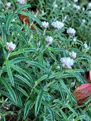 Anaphalis morrisonicola