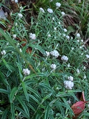 Anaphalis morrisonicola