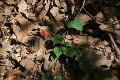 Ipomoea pandurata