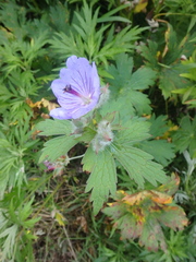 Geranium erianthum