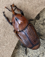Rhynchophorus ferrugineus