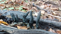 Xylaria