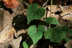 Ipomoea pandurata