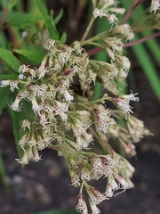 Eupatorium formosanum