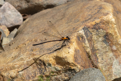 Austroargiolestes chrysoides
